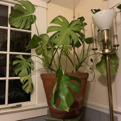 Huge Monstera With Lots Of New Growth