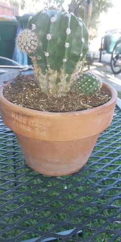 Cactus