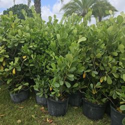 huge ckusias  fast sale 4 of July  sale $45