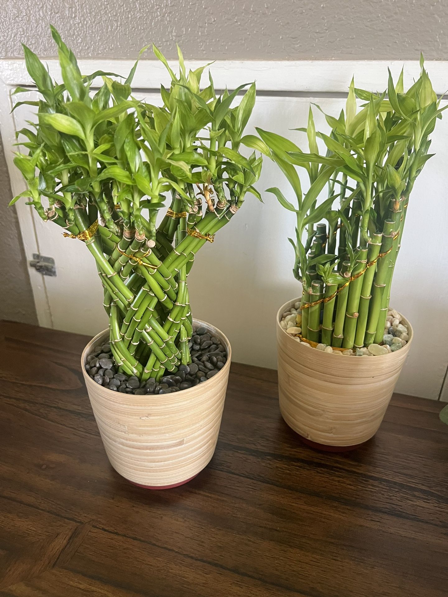 Bamboo Good Luck Plants