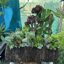 Cactus 🌵 Succulents Arrangements En Tronko 