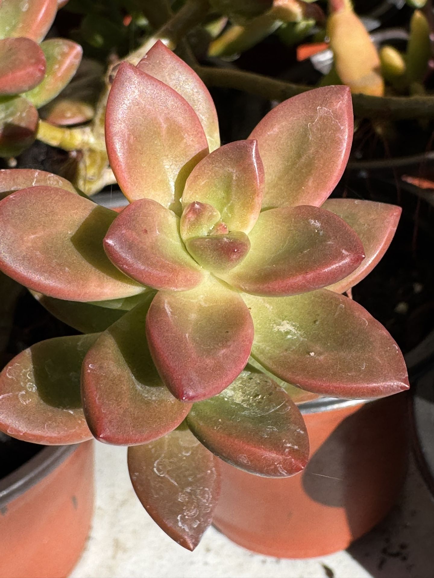 Succulents Plants 4”pot