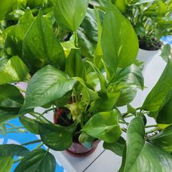 Plants 
