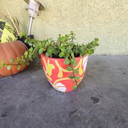 Live plant In A 7" Ceramic Pot