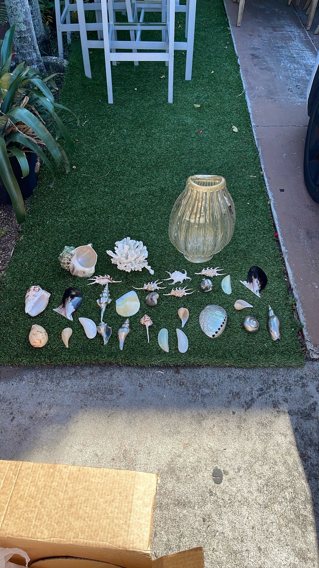Misc Sea Shells Etc $50