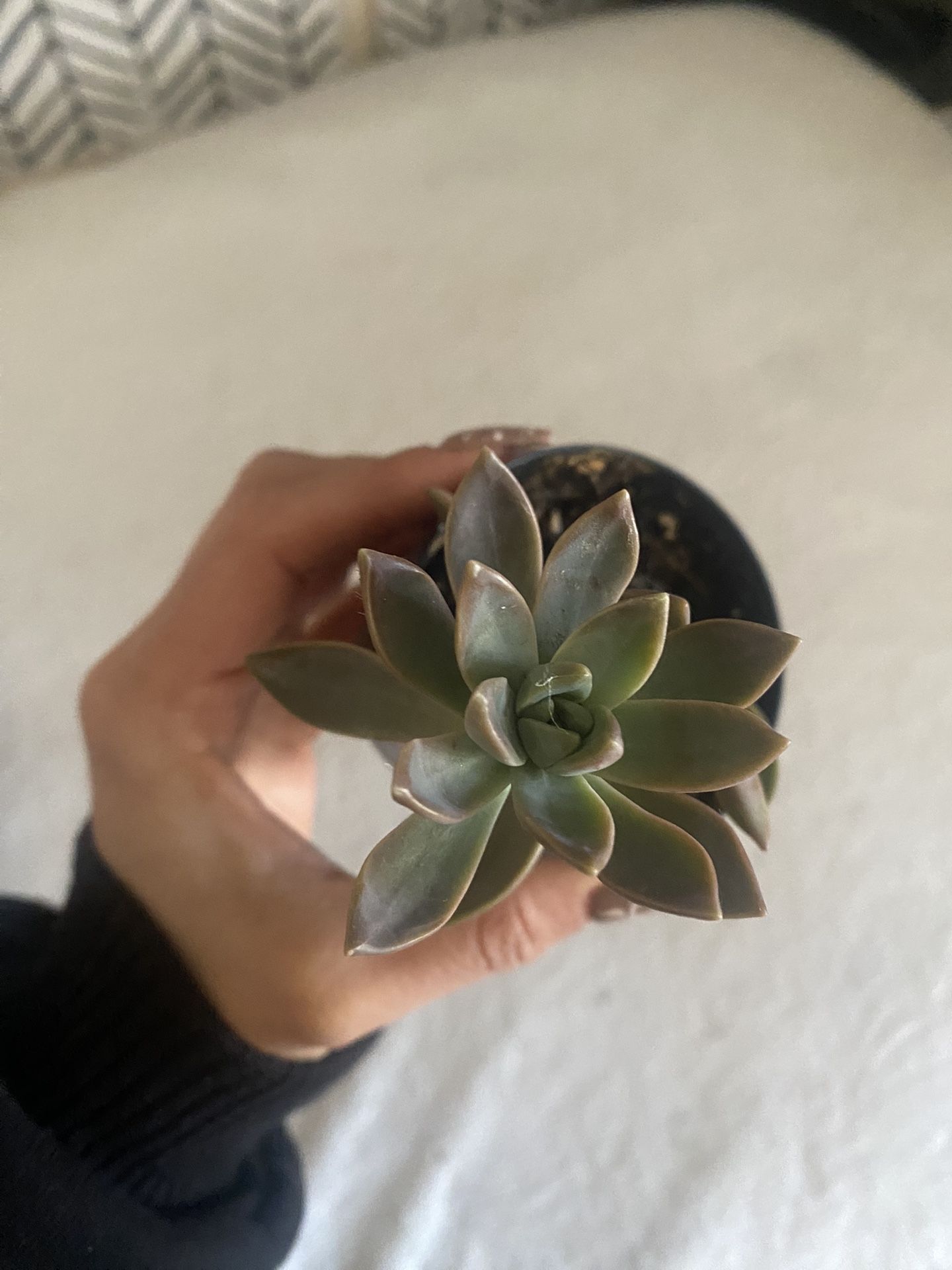 Potted Succulent Ghost Plant
