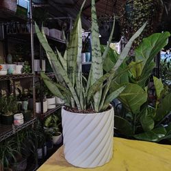 Indoor Plants $35 Each One 