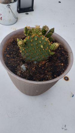 Nopales