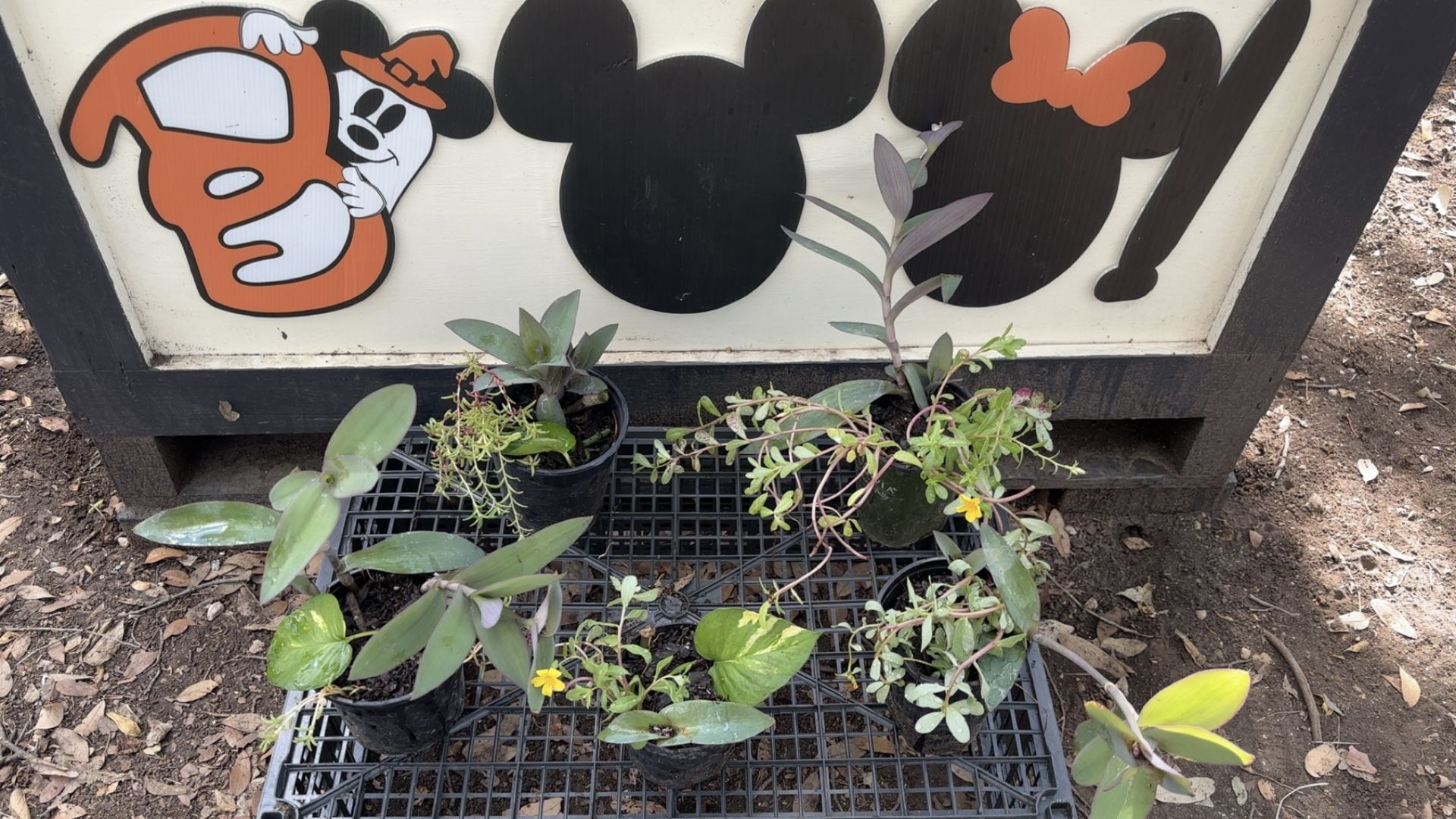 Plants