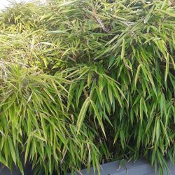 Small Bamboo   - Good For Flower Pots 