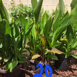 Canna Lilly  & Other Potted Plants 