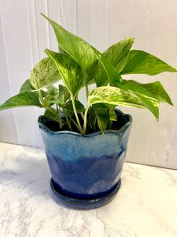 Pathos plant 🪴
