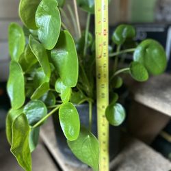 Pilea Chinese Money Plant 