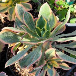 Aeonium ‘Sunburst’ Succulent