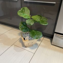 Houseplant Fiddle Leave Ficus In Ceramic Planter