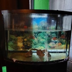 Saltwater Fish Tanks 