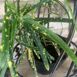 Plant  for home!   Please !