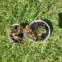 Watermelon Pellionia