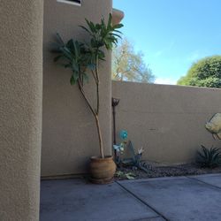 Plumeria In Pot, Pink/White Flowers, 6 Feet