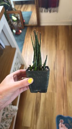 Snake plant