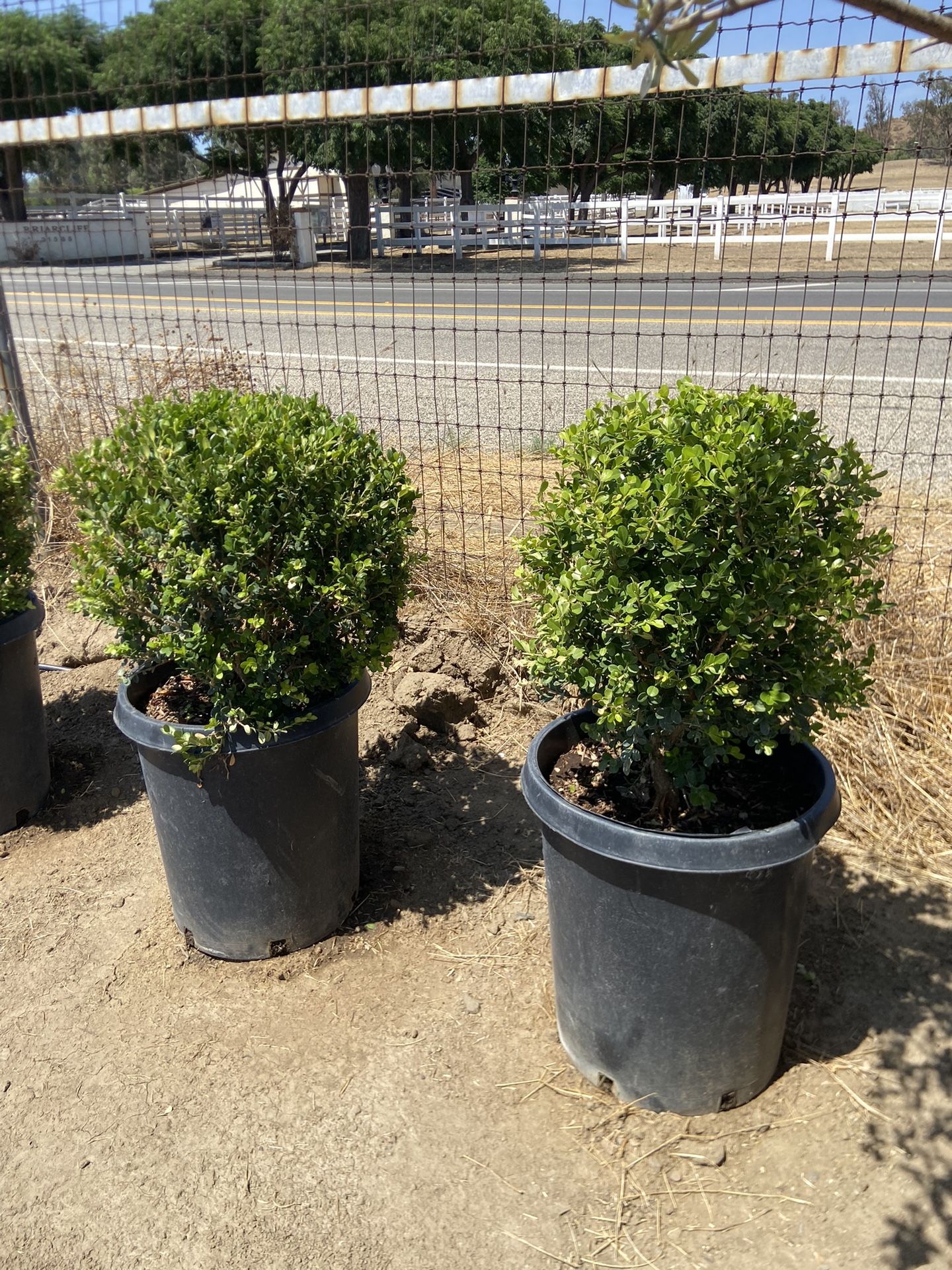 Boxwood - 15 Gallon Topiary  