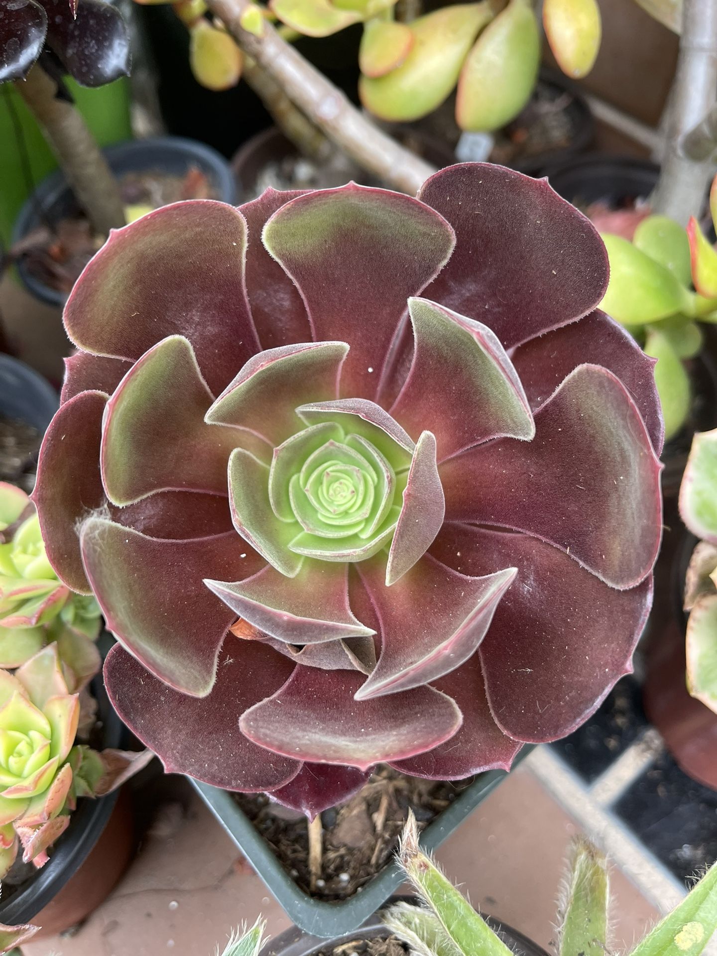 Purple Aeonium Succulent Plant