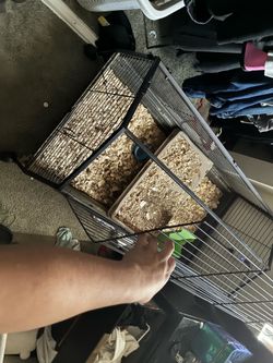 Cage for large rat or guinea pig