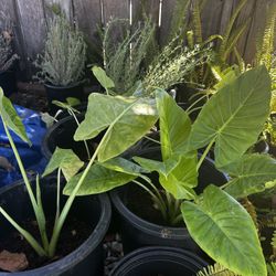 Plant Sale-succulents, Aloa Vera, Ferns, Elephant Ears, And More