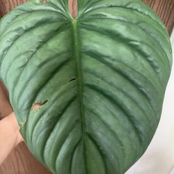 Philodendron Sp Colombia ( El Guapo)