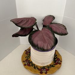 Live Plants Purple Calathea Indoor Plant