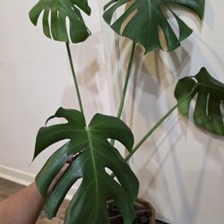Monstera Plant
