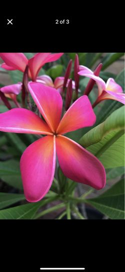 Plumeria Cutting kaneohe Sunburst
