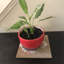 Peace Lily Beautiful Live Plant In a Red ceramic pot Thumbnail