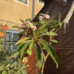 plants