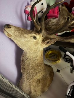 Home decor head