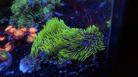 Green Star Poly Crytonita