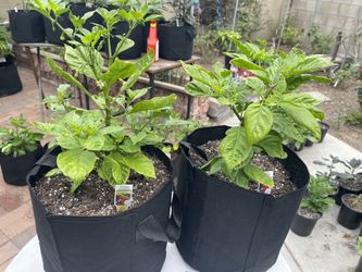 Trinidad 🦂 Scorpion Pepper Plants