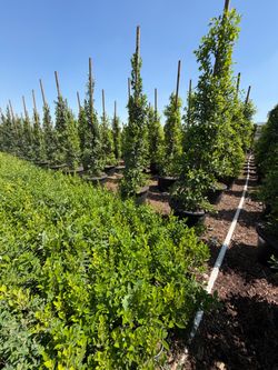 🌵Ficus Trees🌱