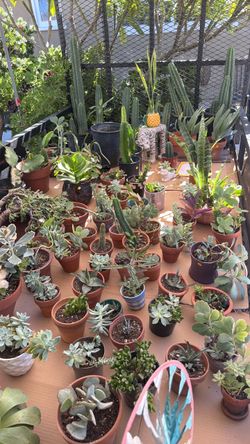 Potted plants