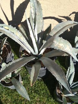 Blue Agave Plants In Pots