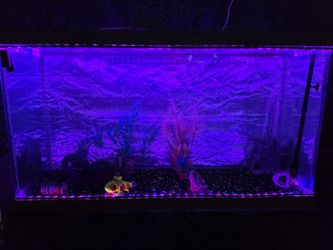 100 gallon freshwater fish tank