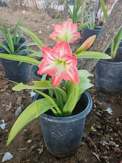 Amaryllis Plants