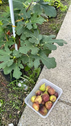 Chicago hardy fig tree
