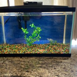 Fish Tank 