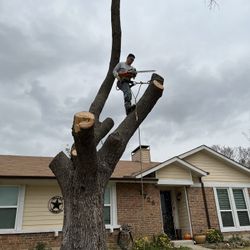 Stump Removal And Grinding