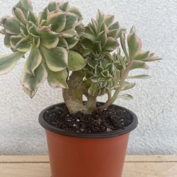 Crested Aeonium Sunburst Succulent 