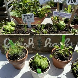 ORGANIC FLOWERS AND HERBS ORGANIC Containers for GIFTS OF BEAUTY AND HEALTH