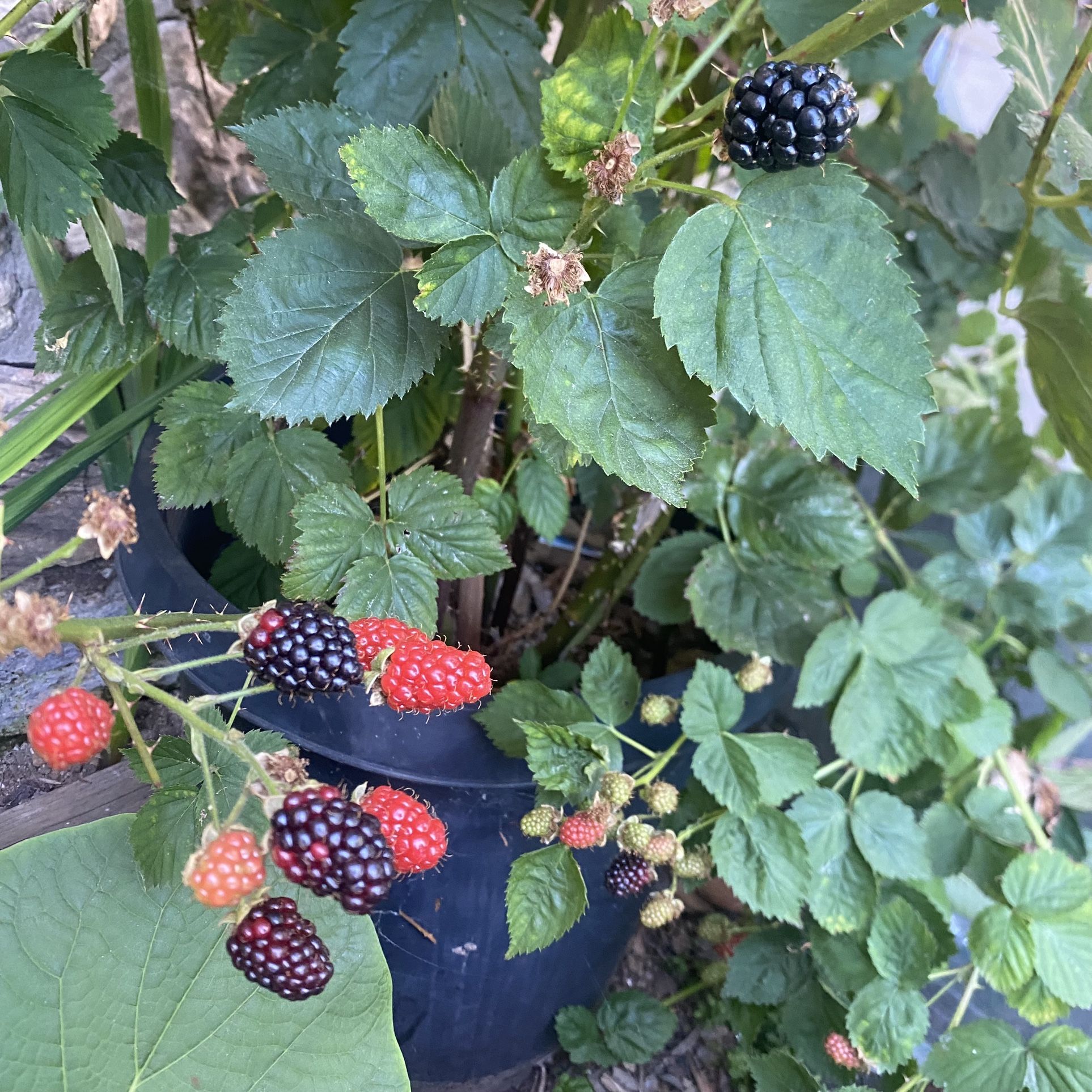 Blackberry Plant Arbol De Mora