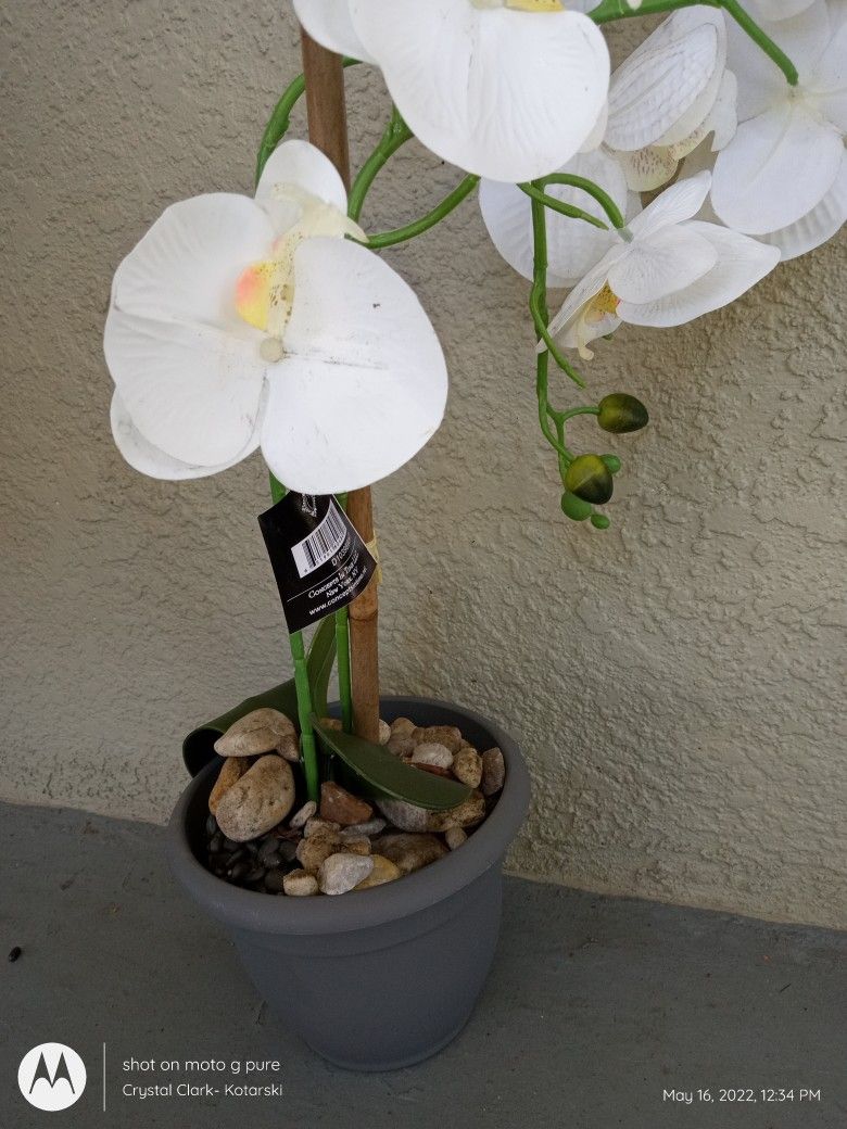 Orchids Silk Floral In Pot