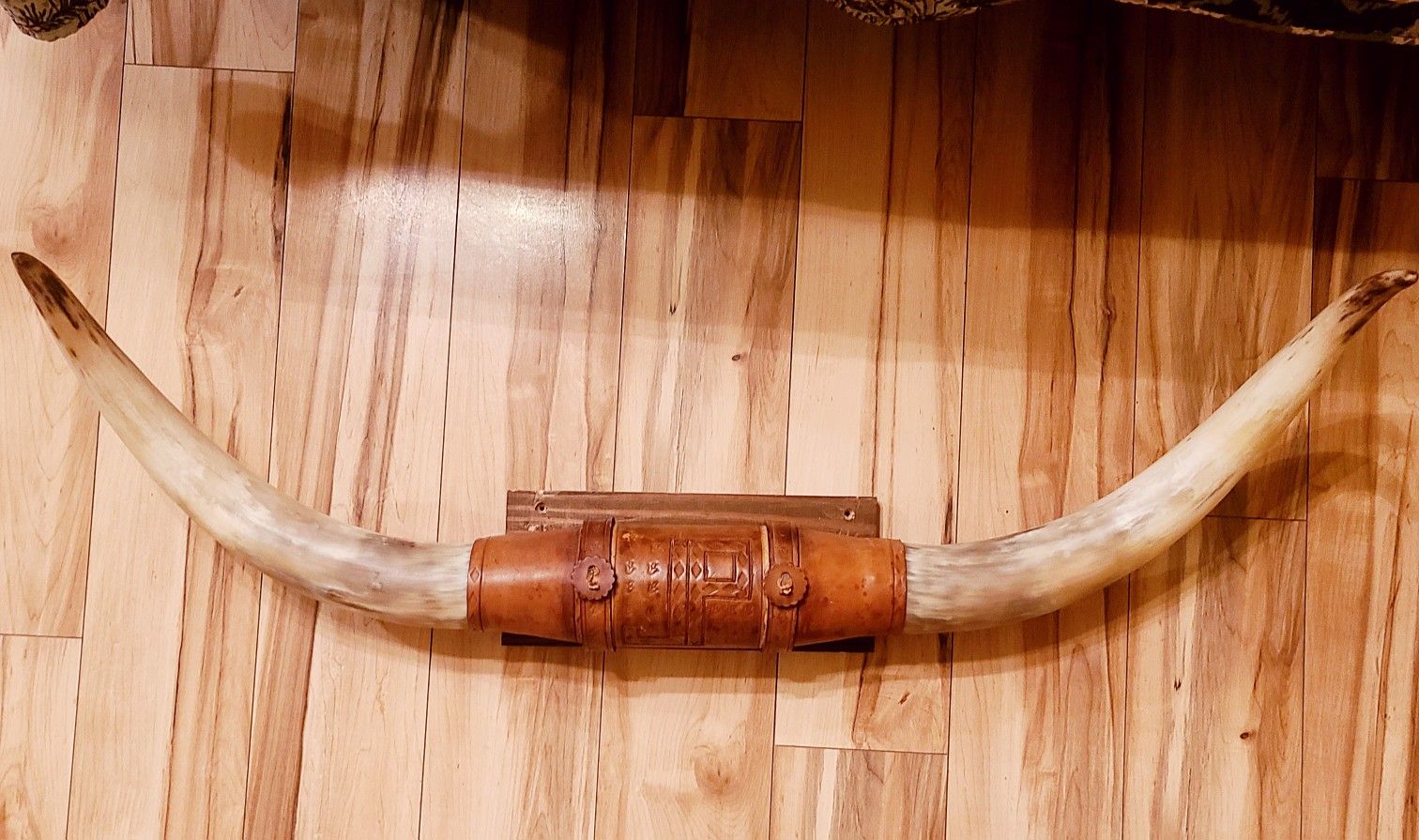 "JP" Steer Horns